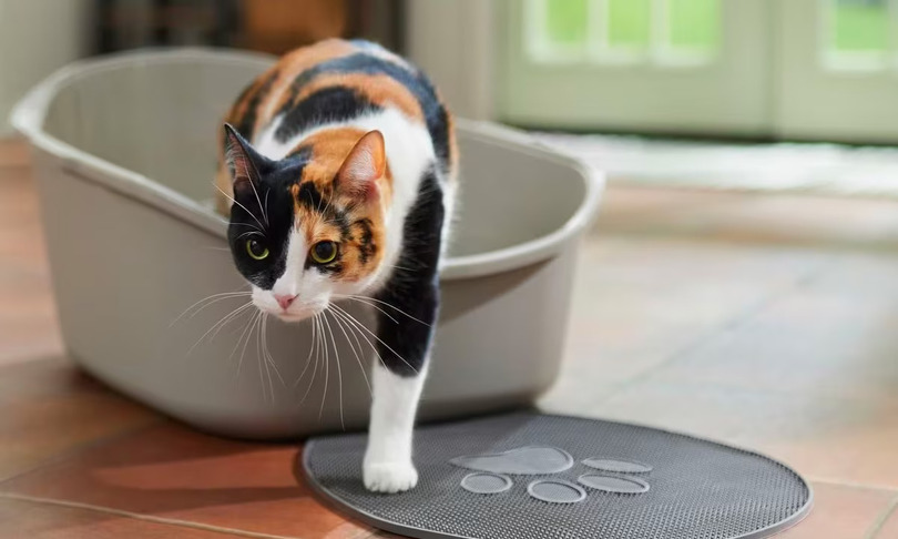 Why is My Cat Suddenly Pooping Outside the Litter Box