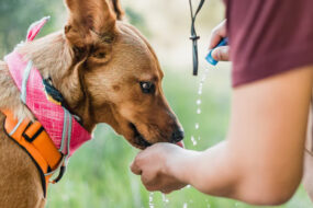 what does it mean when an older dog starts drinking a lot of water and peeing