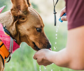 what does it mean when an older dog starts drinking a lot of water and peeing