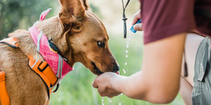 what does it mean when an older dog starts drinking a lot of water and peeing