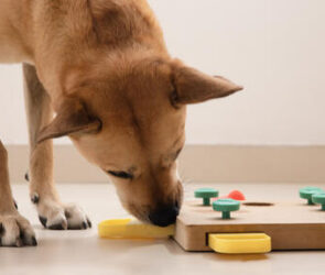 games to play with your dog