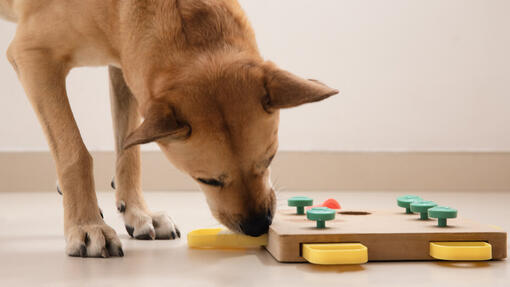 games to play with your dog