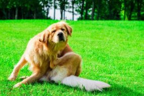 homemade itch relief for dogs