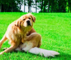 homemade itch relief for dogs