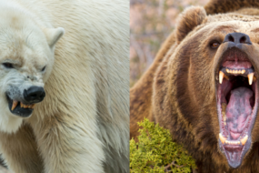 polar bear vs grizzly bear size