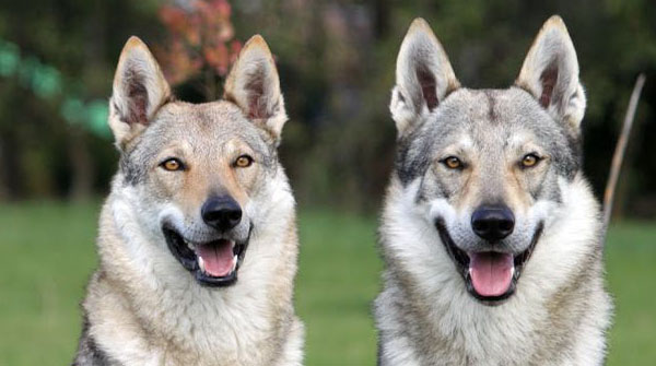 most expensive dogs