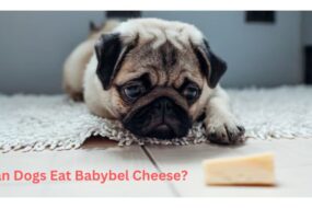 Can Dogs Eat Babybel Cheese?