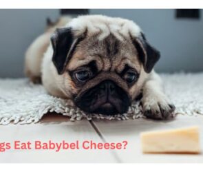 Can Dogs Eat Babybel Cheese?