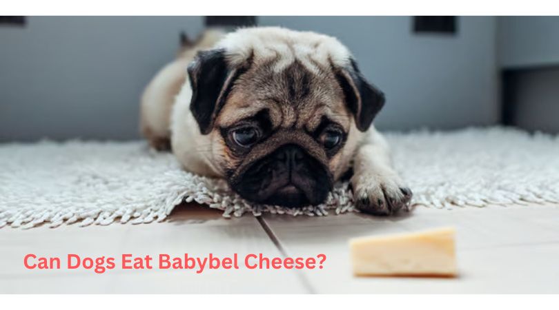 Can Dogs Eat Babybel Cheese?