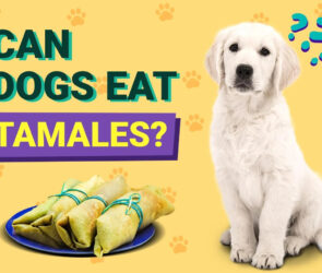 Can Dogs Eat Tamales