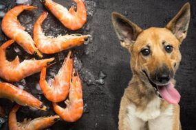 Can Dogs Have Shrimp