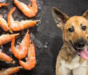 Can Dogs Have Shrimp