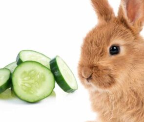 Can Rabbits Eat Cucumbers