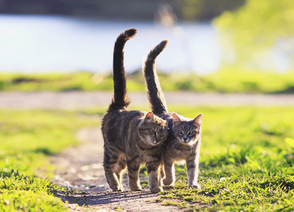 What Does It Mean When a Cat Wags Its Tail