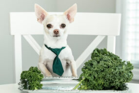 Can Dogs Eat Kale