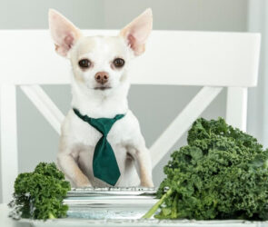 Can Dogs Eat Kale