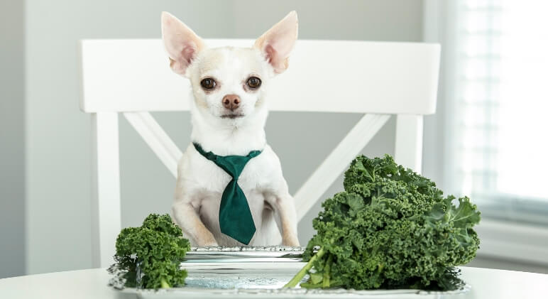 Can Dogs Eat Kale