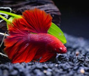 why does my betta fish stay at the top of the tank