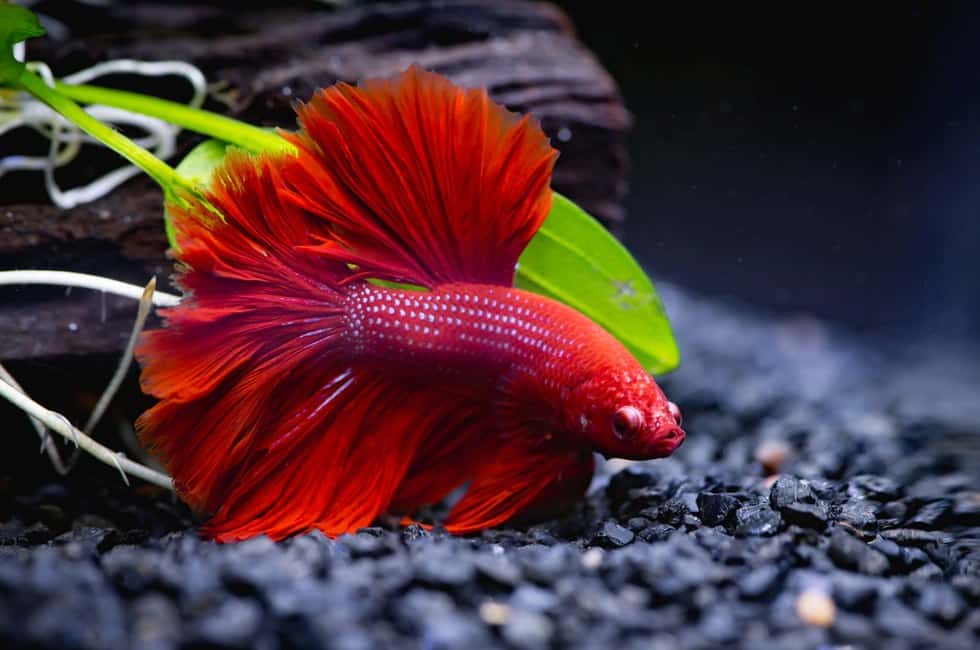why does my betta fish stay at the top of the tank