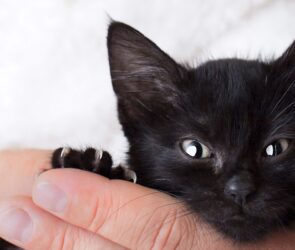 Black Cat Names