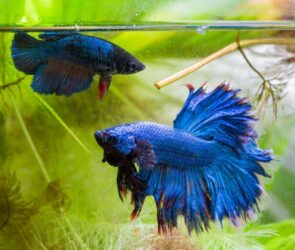 can betta fish live with other fish
