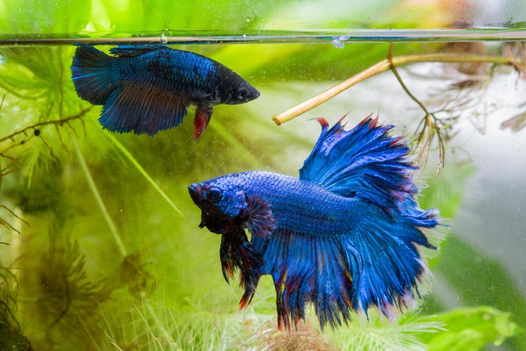 can betta fish live with other fish