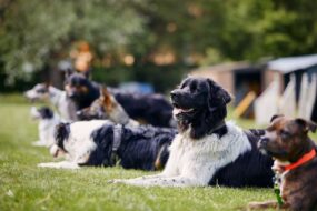 How Much Does Dog Training Cost