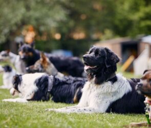 How Much Does Dog Training Cost