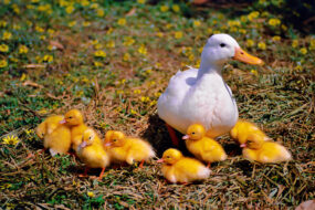 how smart are ducks