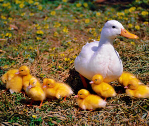 how smart are ducks