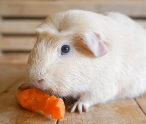 English Crested Guinea Pig