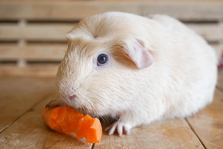 English Crested Guinea Pig