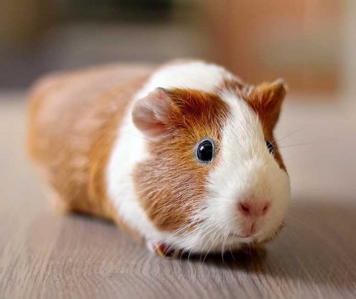 How to Take Care of a Guinea Pig for Beginners