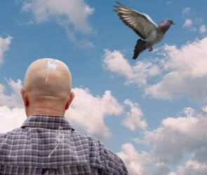 bird poop on you spiritual meaning