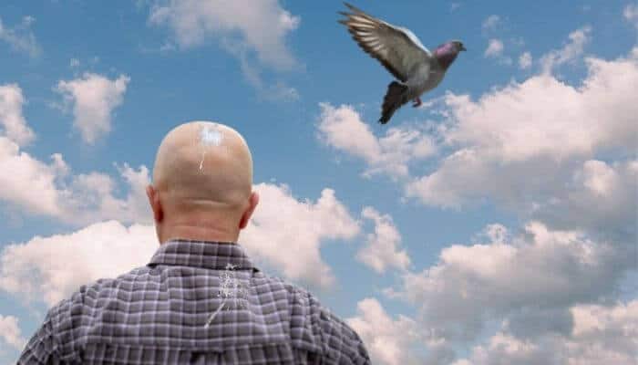 bird poop on you spiritual meaning