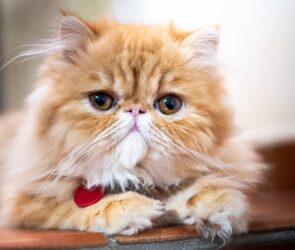 indian cat breeds