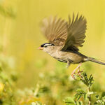 what does it mean if a bird flies in your house