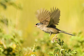 what does it mean if a bird flies in your house