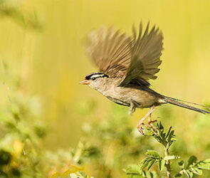 what does it mean if a bird flies in your house